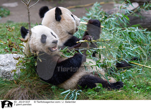 2 Groe Pandas / 2 giant pandas / JG-01337