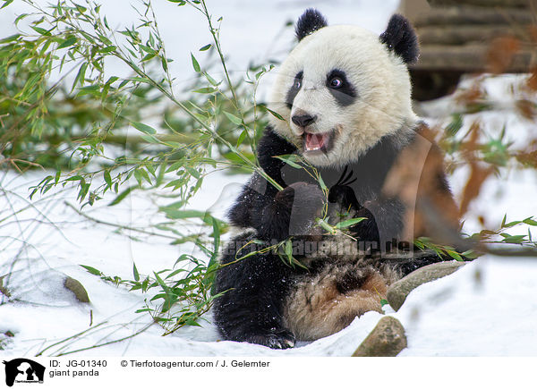 Groer Panda / giant panda / JG-01340