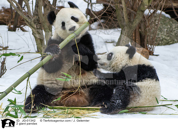2 Groe Pandas / 2 giant pandas / JG-01342