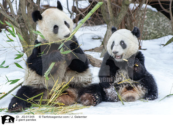 2 Groe Pandas / 2 giant pandas / JG-01345