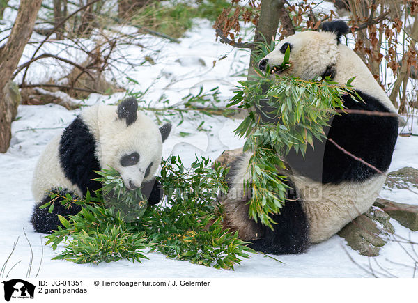 2 Groe Pandas / 2 giant pandas / JG-01351
