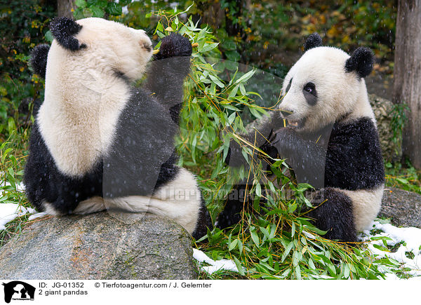 2 giant pandas / JG-01352