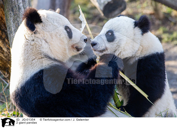 2 giant pandas / JG-01354