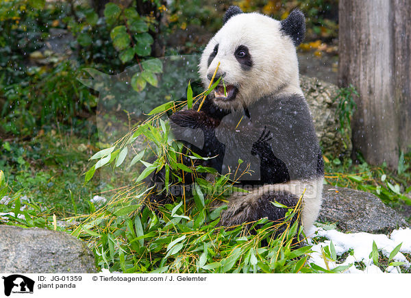 Groer Panda / giant panda / JG-01359