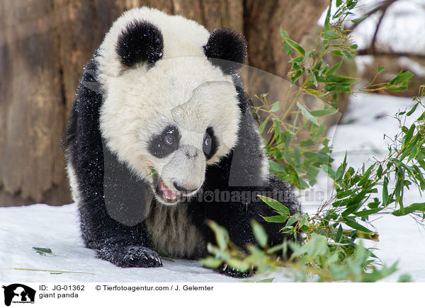 giant panda / JG-01362