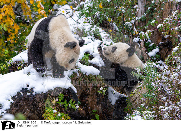 2 Groe Pandas / 2 giant pandas / JG-01365