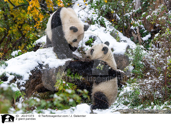 2 Groe Pandas / 2 giant pandas / JG-01373