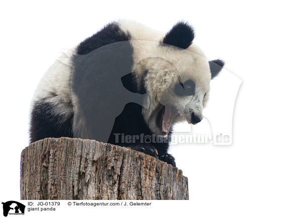 Groer Panda / giant panda / JG-01379