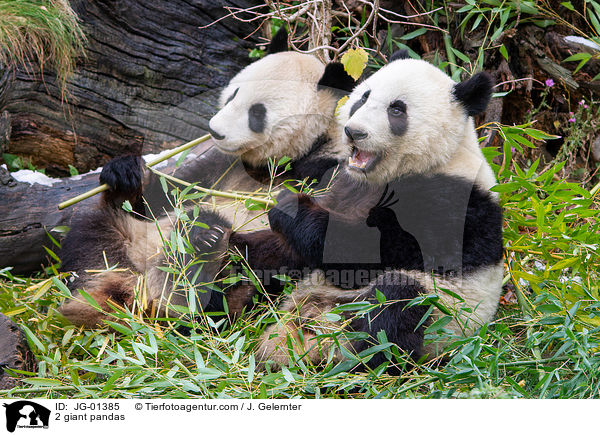 2 Groe Pandas / 2 giant pandas / JG-01385