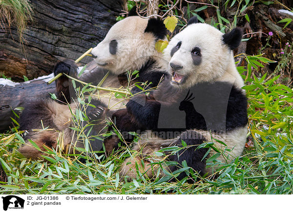 2 Groe Pandas / 2 giant pandas / JG-01386