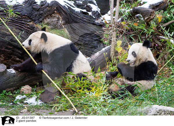 2 Groe Pandas / 2 giant pandas / JG-01387