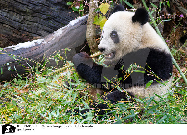 giant panda / JG-01388