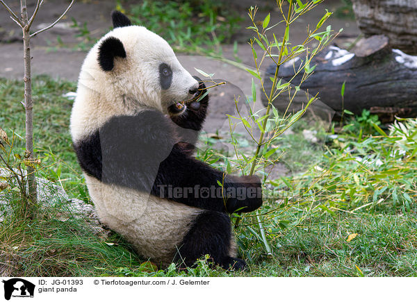 Groer Panda / giant panda / JG-01393