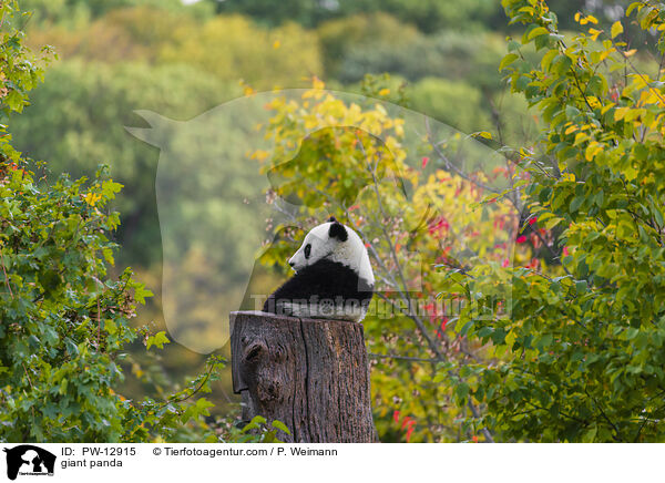 giant panda / PW-12915