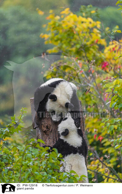 Groer Panda / giant panda / PW-12918