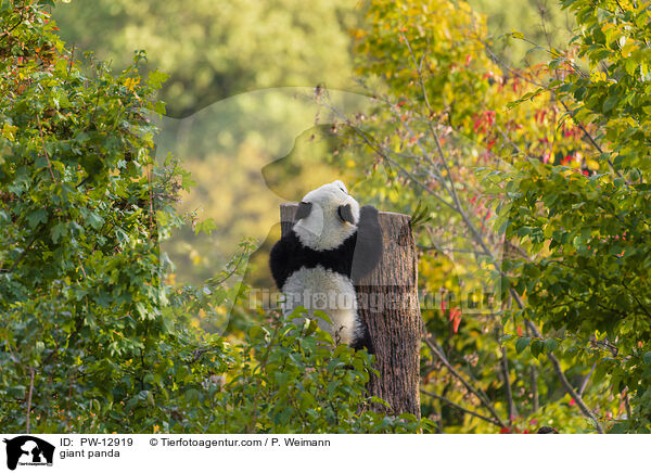 giant panda / PW-12919