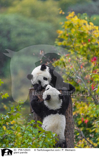 Groer Panda / giant panda / PW-12923