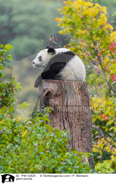 Groer Panda / giant panda / PW-12925