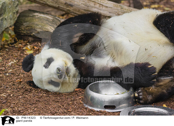 giant panda / PW-14323