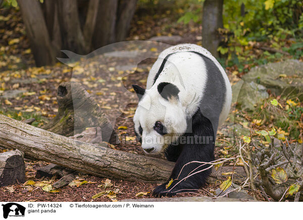 giant panda / PW-14324