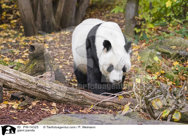 giant panda / PW-14325
