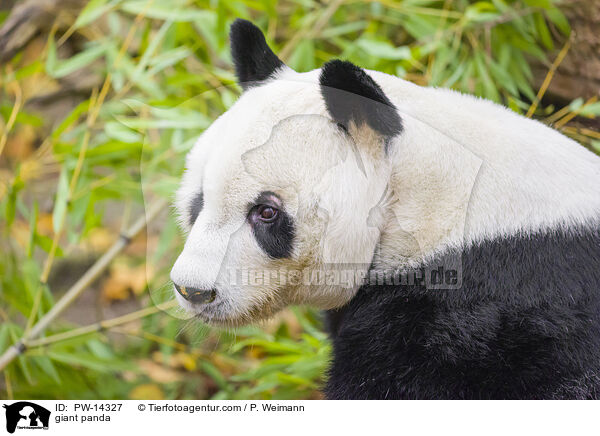 Groer Panda / giant panda / PW-14327