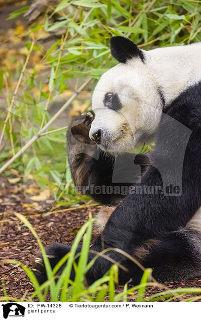 Groer Panda / giant panda / PW-14328