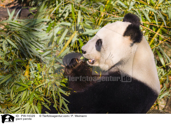 Groer Panda / giant panda / PW-14329