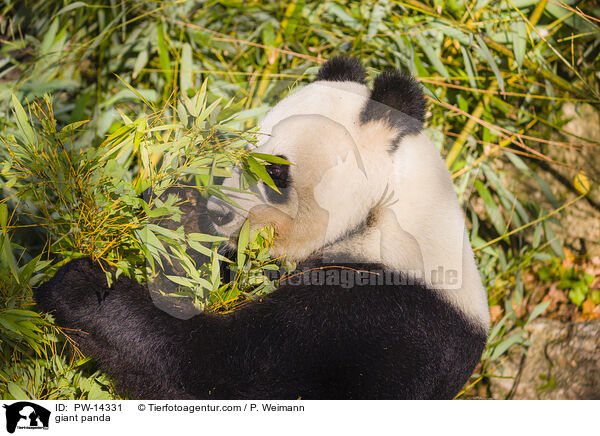 Groer Panda / giant panda / PW-14331