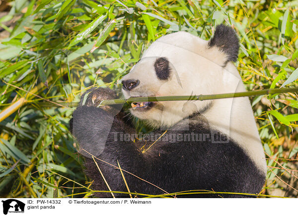 giant panda / PW-14332