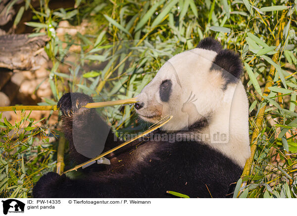 Groer Panda / giant panda / PW-14335