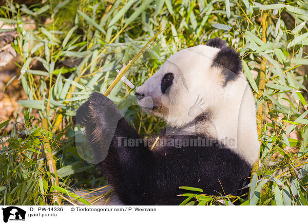 giant panda / PW-14336