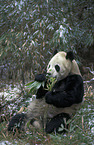 giant panda