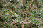 giant panda