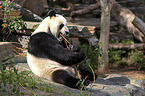 giant panda