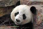 giant panda