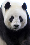 giant panda