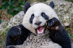 giant panda