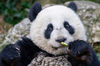 giant panda