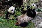 2 giant pandas