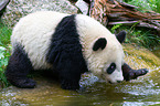 giant panda