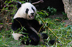 giant panda