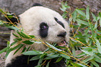 giant panda