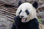 giant panda