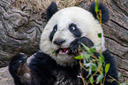 giant panda