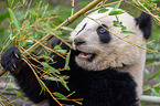 giant panda