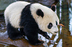 giant panda