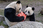 2 giant pandas