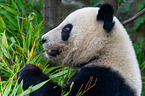 giant panda