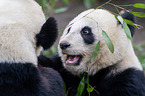2 giant pandas